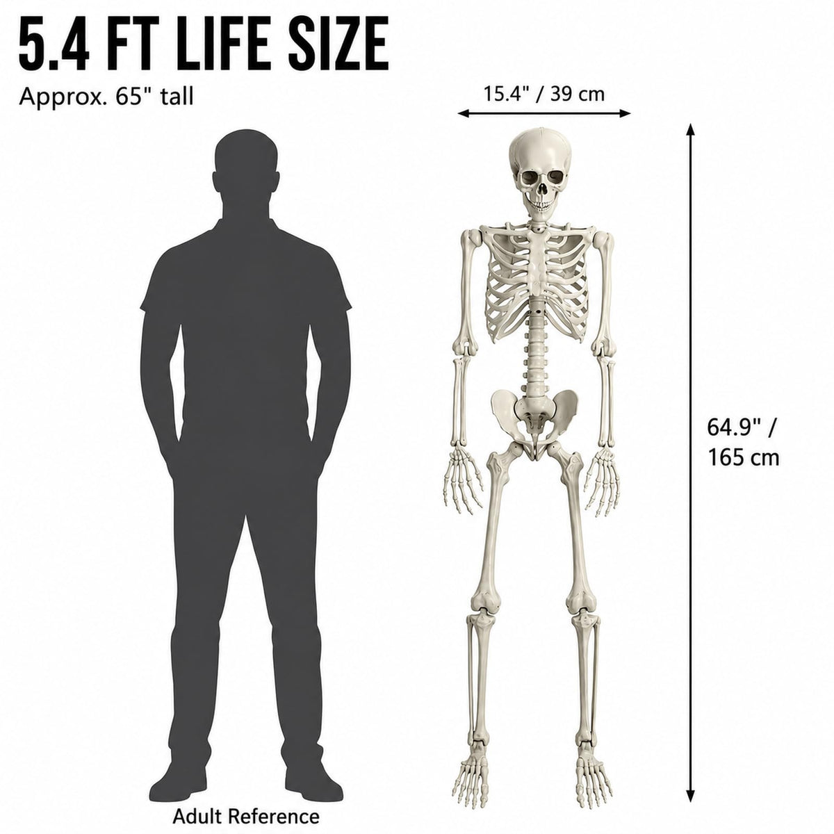 Life Size Full Body Skeleton Prop M38376