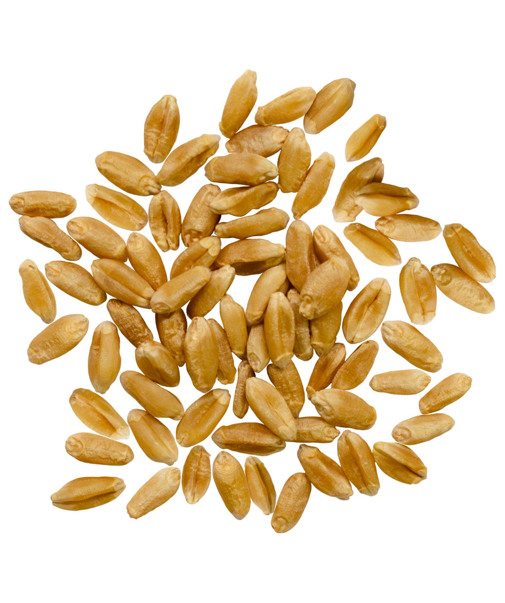 Hard Red Spring Wheat Berries 25 LBS Bag W995