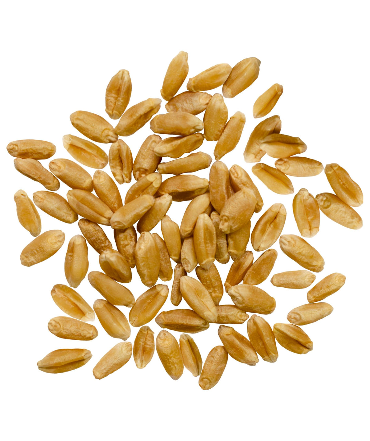 Hard Red Spring Wheat Berries 25 LBS Bag W995