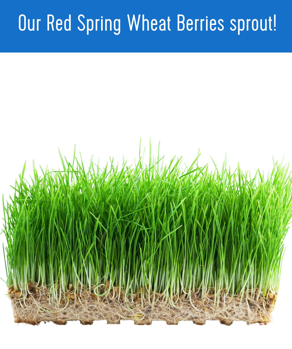 Hard Red Spring Wheat Berries 25 LBS Bag W995