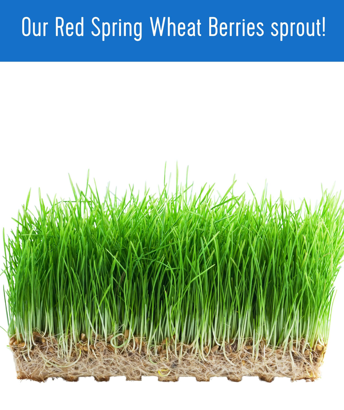 Hard Red Spring Wheat Berries 25 LBS Bag W995